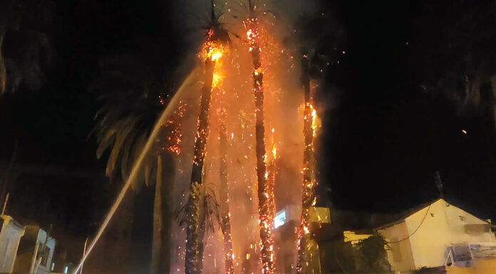 Arden cuatro palmeras en el marítimo provocado por un cable eléctrico