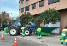 València retira més de 340 tones de taronges: què es fa amb elles? Retirada taronges arbres via pública / Ayto València