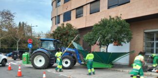 Retirada taronges arbres via pública / Ayto València