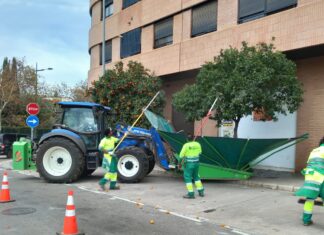Retirada taronges arbres via pública / Ayto València