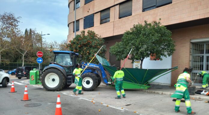 Retirada taronges arbres via pública / Ayto València