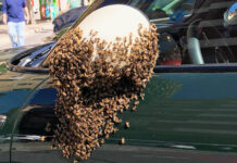 Los lugares más curiosos que atraen los enjambres de abejas en Valencia