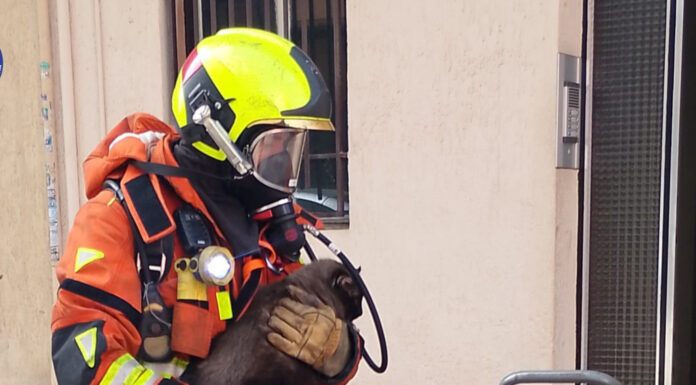 Rescatan a cuatro gatos y un hámster en un incendio en Alzira