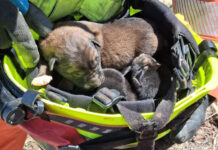 Rescatan a tres cachorros en Alberic