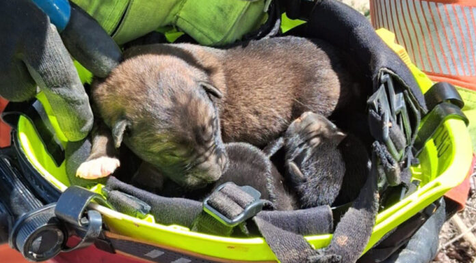 Rescatan a tres cachorros en Alberic