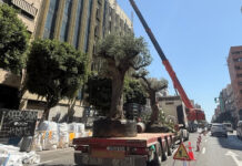 Cortan dos carriles de la avenida del Puerto para subir dos olivos centenarios dentro de un hotel