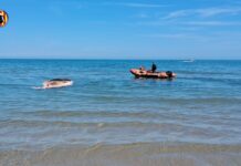 Aparece una ballena sin vida en la playa de Oliva