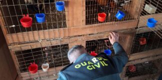 Guardia Civil inspeccionando diferentes jaulas de gallos