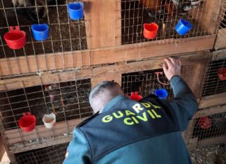 Guardia Civil inspeccionando diferentes jaulas de gallos