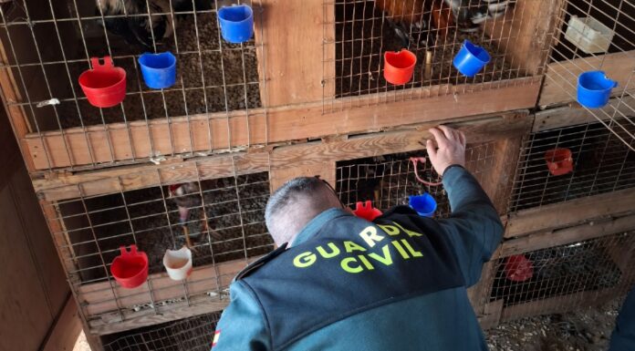 Guardia Civil inspeccionando diferentes jaulas de gallos