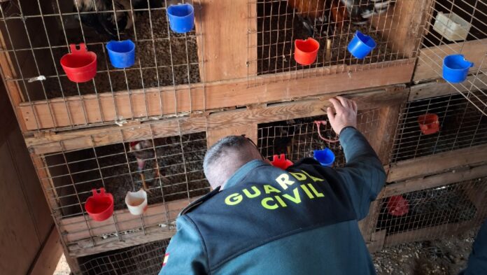 Guardia Civil inspeccionando diferentes jaulas de gallos