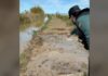 Rescatan con vida a un hombre atrapado en un canal de lodo en la Albufera Guardia Civil en la zona de la Albufera donde localizaron al hombre