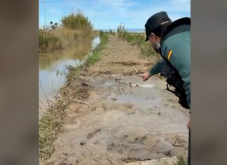 Guardia Civil en la zona de la Albufera donde localizaron al hombre