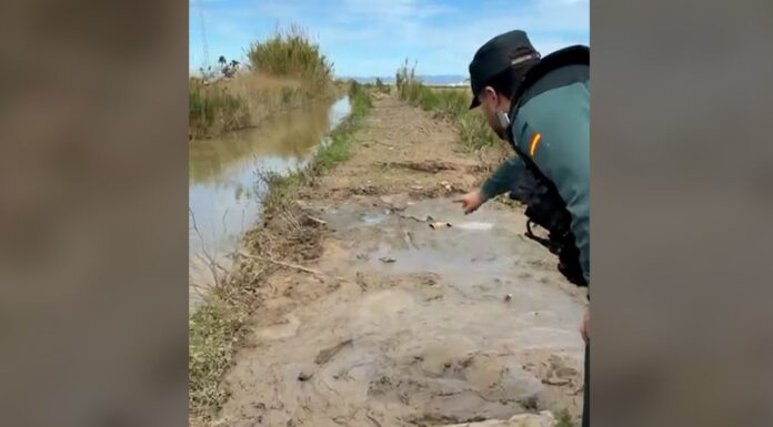 Rescatan con vida a un hombre atrapado en un canal de lodo en la Albufera Guardia Civil en la zona de la Albufera donde localizaron al hombre