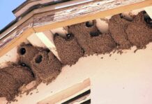 Retirar nidos de golondrina puede comportar multas que pueden llegar a 200.000 euros