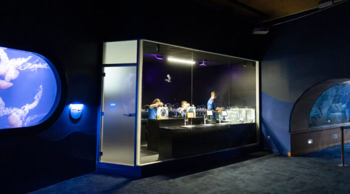 El Oceanogràfic abre al público un laboratorio de medusas