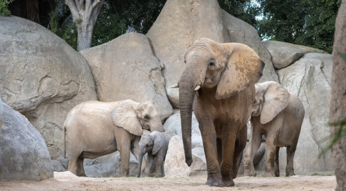 Muere la elefanta más querida de Bioparc en un trágico accidente