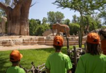Talleres, yincanas y experimentos: así será el curso de verano que prepara Bioparc Talleres, yincanas y experimentos: así será el curso de verano que prepara Bioparc