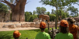 Talleres, yincanas y experimentos: así será el curso de verano que prepara Bioparc