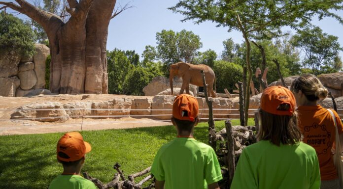 Talleres, yincanas y experimentos: así será el curso de verano que prepara Bioparc Talleres, yincanas y experimentos: así será el curso de verano que prepara Bioparc
