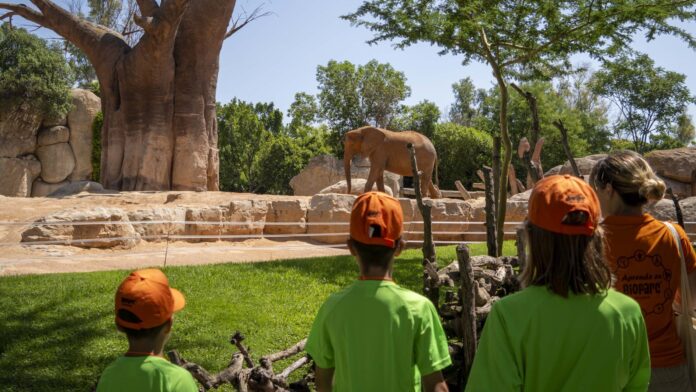 Talleres, yincanas y experimentos: así será el curso de verano que prepara Bioparc