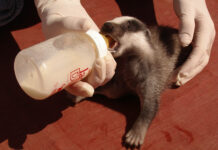 ¿Qué animales salvajes son los que más heridas sufren en la Comunitat Valenciana?