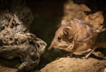 Bioparc estrena una instalación para descubrir una especie única en España La singular musaraña elefante ya puede verse en BIOPARC