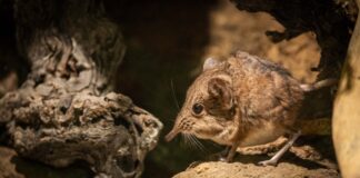 La singular musaraña elefante ya puede verse en BIOPARC