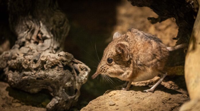 La singular musaraña elefante ya puede verse en BIOPARC