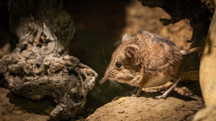La singular musaraña elefante ya puede verse en BIOPARC