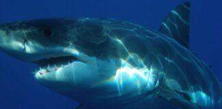 Luna de miel trágica en Maldivas: un tiburón amputa la pierna a un joven valenciano