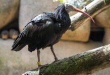 BIOPARC Valencia se suma al proyecto europeo para recuperar el ibis eremita, extinto en Europa desde el siglo XVII