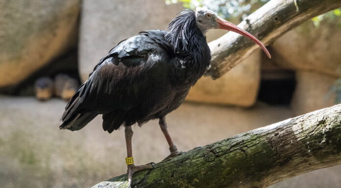 BIOPARC Valencia se suma al proyecto europeo para recuperar el ibis eremita, extinto en Europa desde el siglo XVII