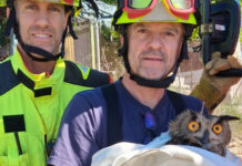 Rescatan un búho real en Navarrés