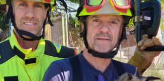 Rescatan un búho real en Navarrés