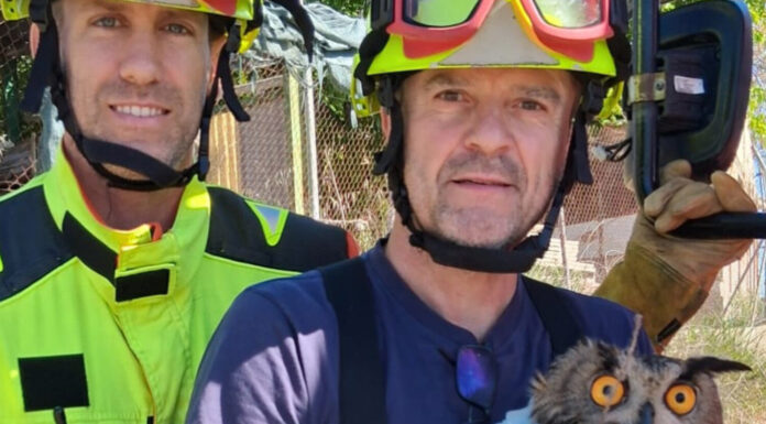 Rescatan un búho real en Navarrés