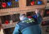 Detenido en Cullera por una plantación de marihuana y peleas ilegales de gallos La Guardia Civil localiza decenas de gallos en Cullera con signos de haber sido usados en peleas