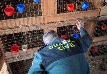 Detenido en Cullera por una plantación de marihuana y peleas ilegales de gallos La Guardia Civil localiza decenas de gallos en Cullera con signos de haber sido usados en peleas