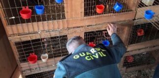 La Guardia Civil localiza decenas de gallos en Cullera con signos de haber sido usados en peleas