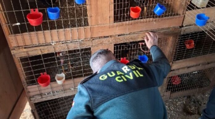 La Guardia Civil localiza decenas de gallos en Cullera con signos de haber sido usados en peleas