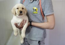 ¿Sabías que puedes “adoptar” un cachorro para convertirlo en perro guía? ¿Sabías que puedes “adoptar” un cachorro para convertirlo en perro guía?