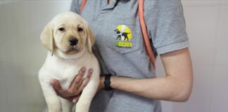 ¿Sabías que puedes “adoptar” un cachorro para convertirlo en perro guía?