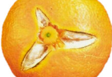 Cómo reducir la rotura exterior de las naranjas y mandarinas