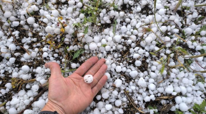 El pedrisco deja más de 37.000 hectáreas afectadas y daños que podrían alcanzar los 50 millones