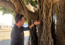 Catarroja reforça la lluita biològica contra les plagues als parcs, jardins i arbrat viari Foto de tractament biològic a Catarroja