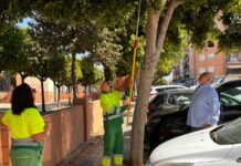 Albal reforça la seua aposta pel control biològic de plagues amb nous tractaments en l’arbratge urbà