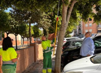 Albal reforça la seua aposta pel control biològic de plagues amb nous tractaments en l’arbratge urbà