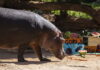 BIOPARC València celebra una fiesta “subacuática” por el cumpleaños de los hipopótamos Gori y Serena BIOPARC València celebra una fiesta “subacuática” por el cumpleaños de los hipopótamos Gori y Serena
