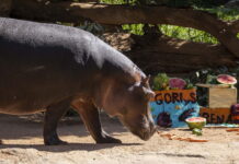 BIOPARC València celebra una fiesta “subacuática” por el cumpleaños de los hipopótamos Gori y Serena BIOPARC València celebra una fiesta “subacuática” por el cumpleaños de los hipopótamos Gori y Serena