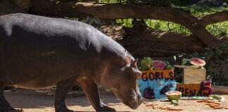BIOPARC València celebra una fiesta “subacuática” por el cumpleaños de los hipopótamos Gori y Serena BIOPARC València celebra una fiesta “subacuática” por el cumpleaños de los hipopótamos Gori y Serena